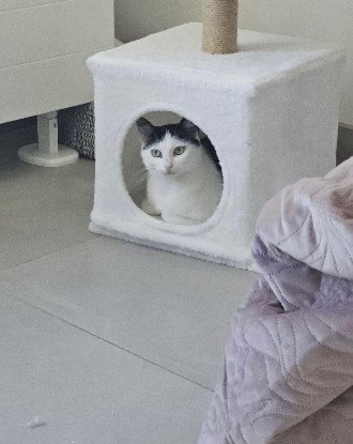 Adoption Daisy