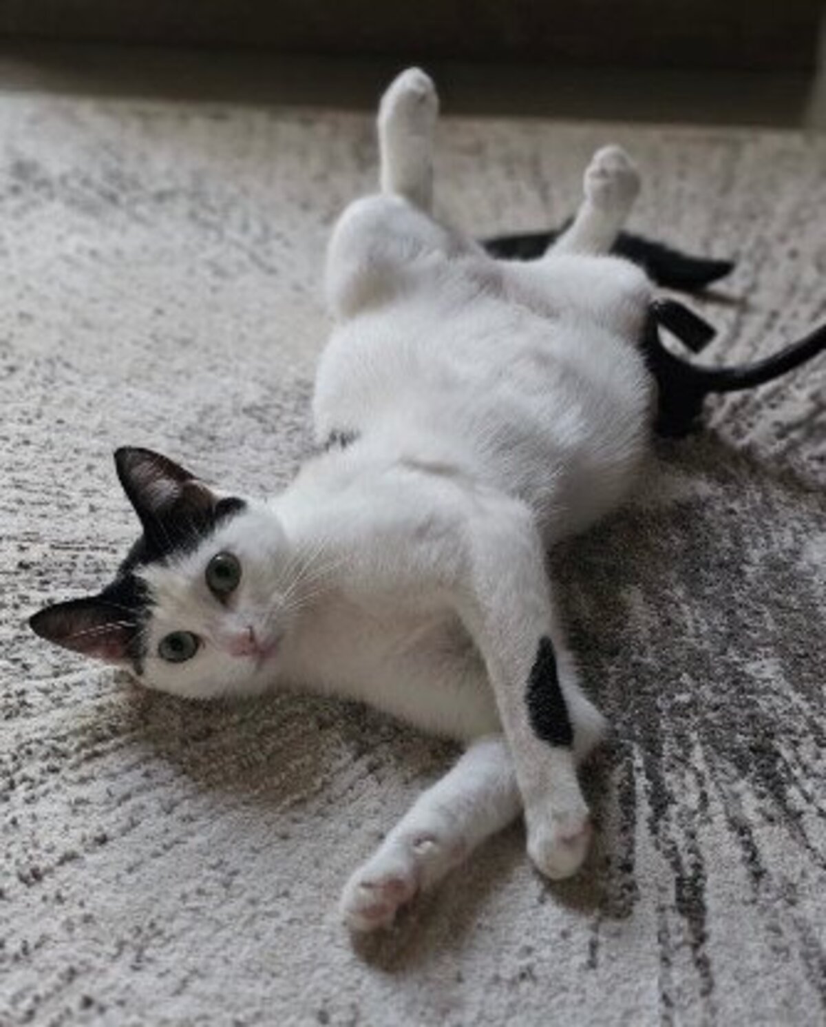 Adoption Daisy