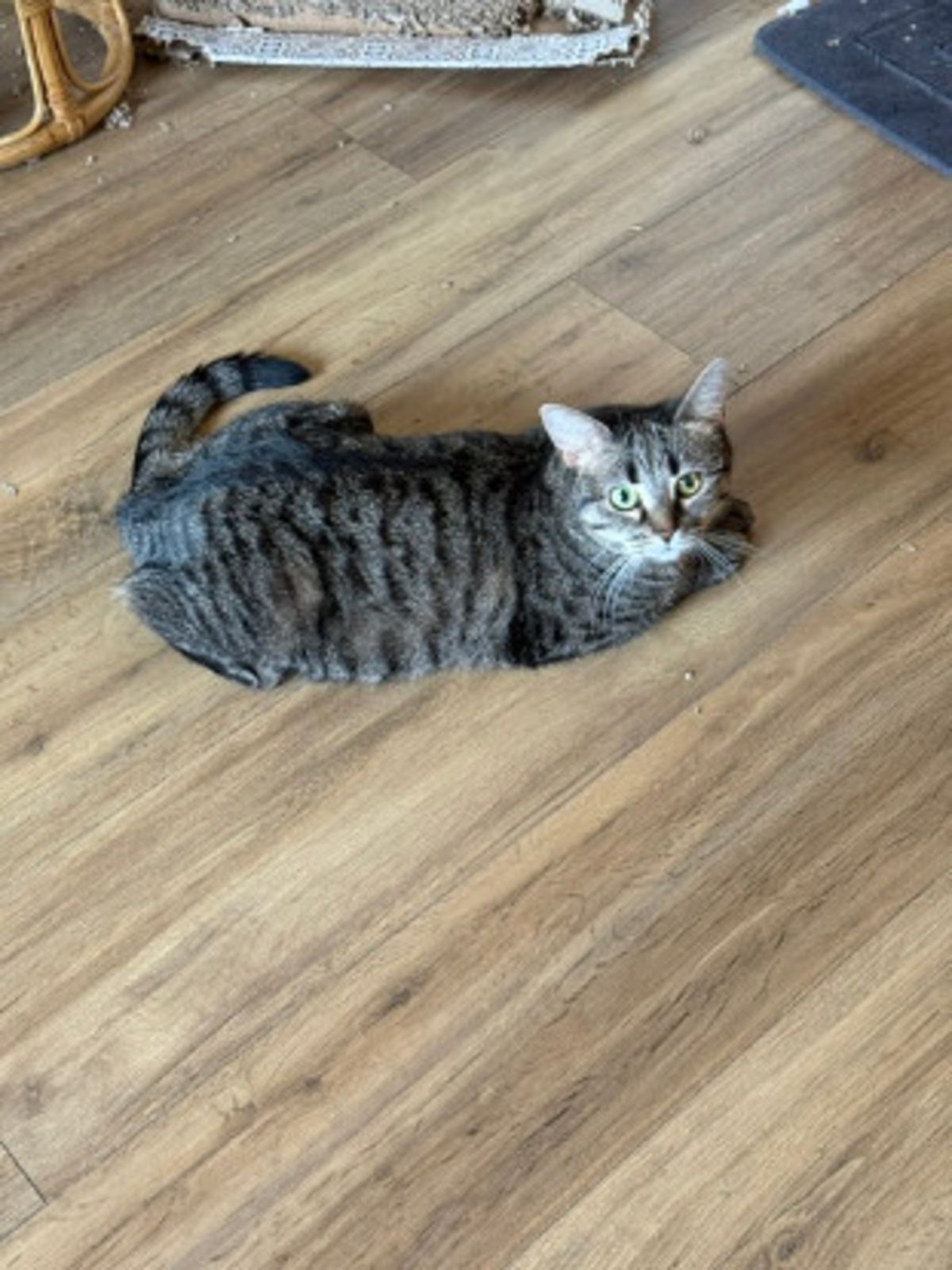 Adoption Dakota