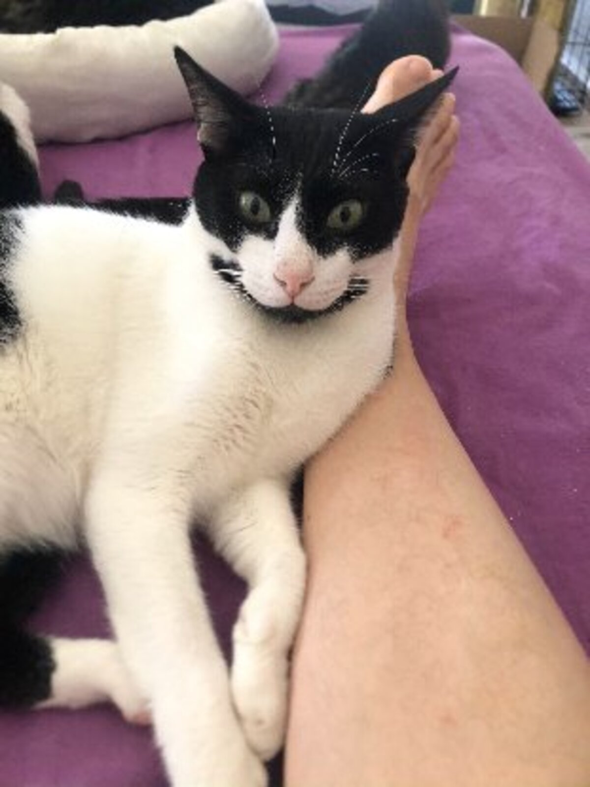 Adoption Dali