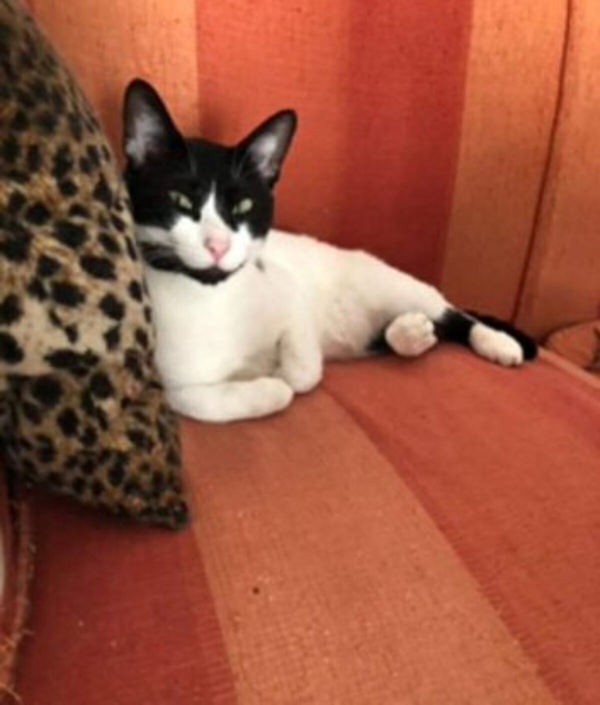 Adoption Dali