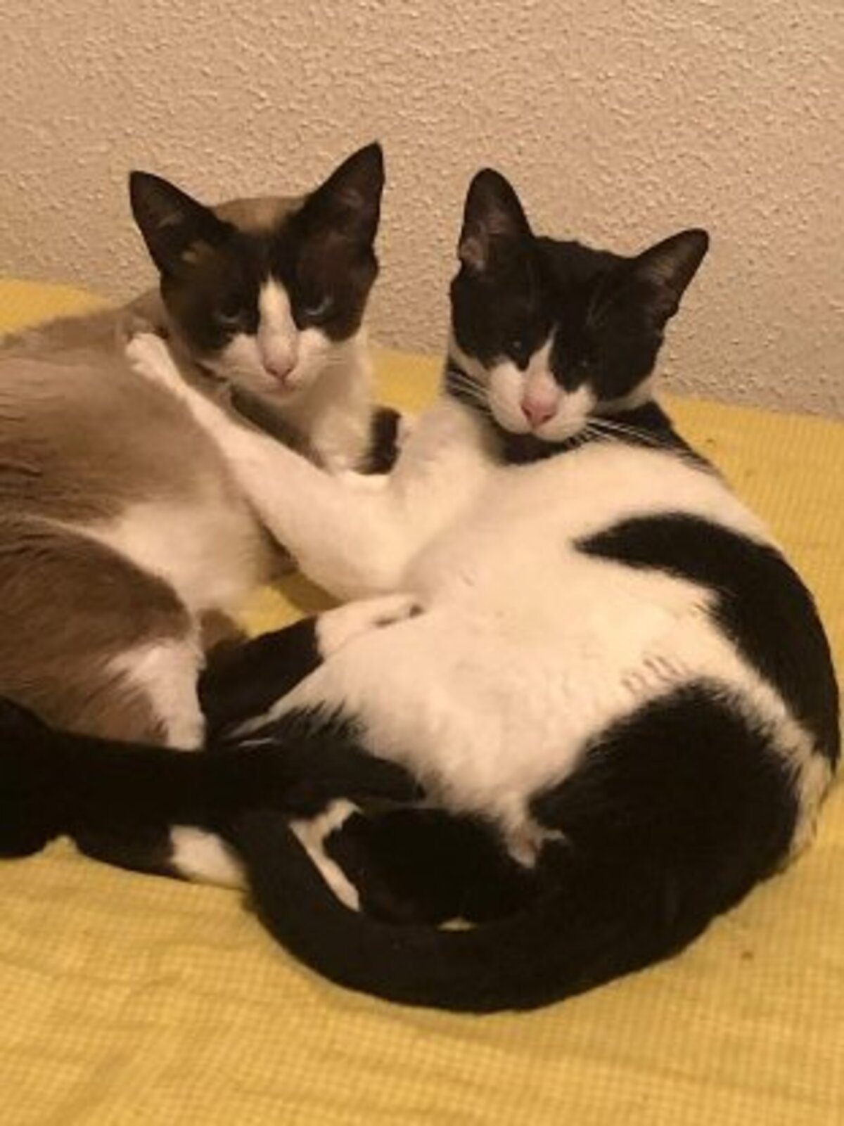 Adoption Dali