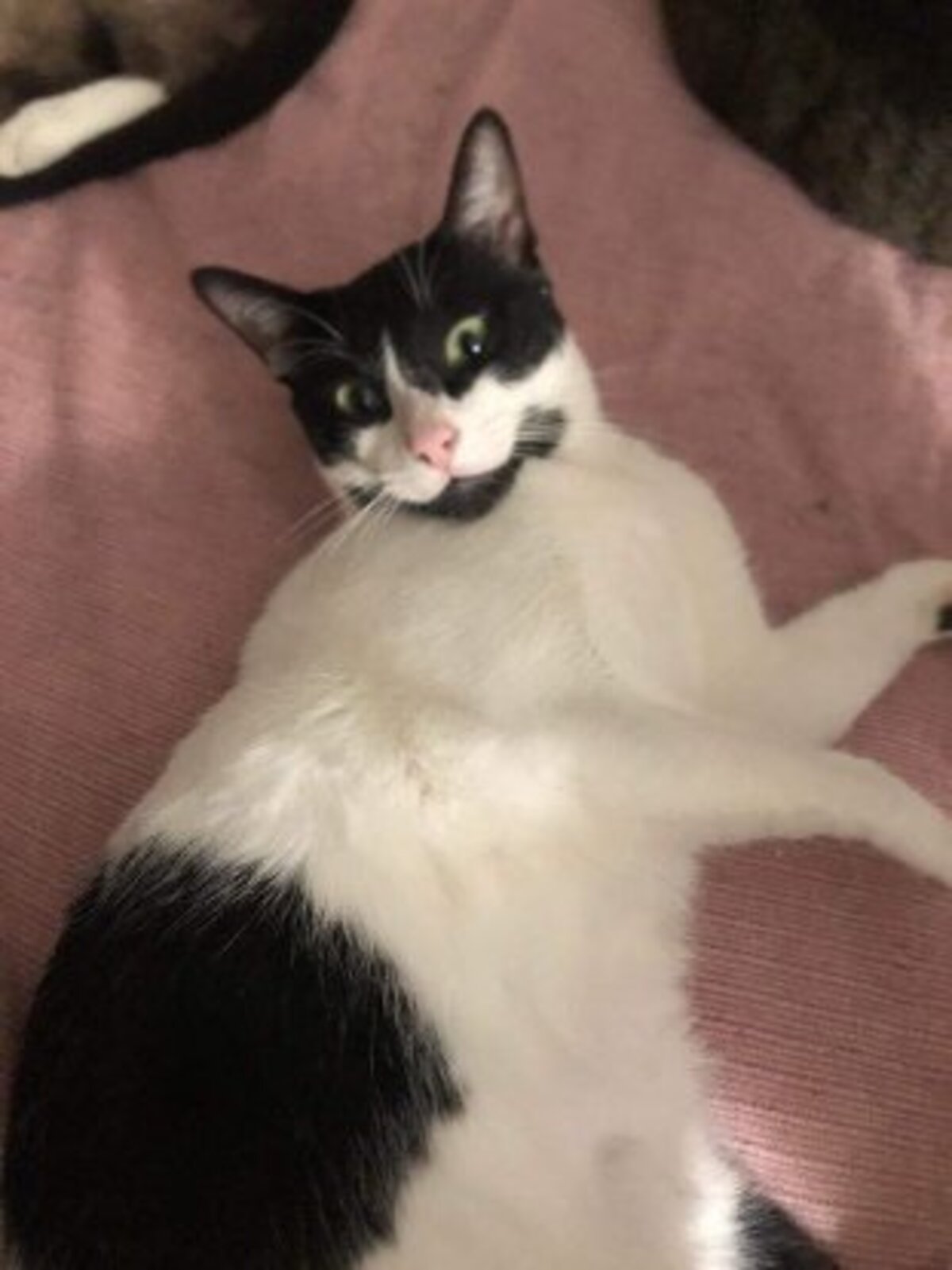 Adoption Dali