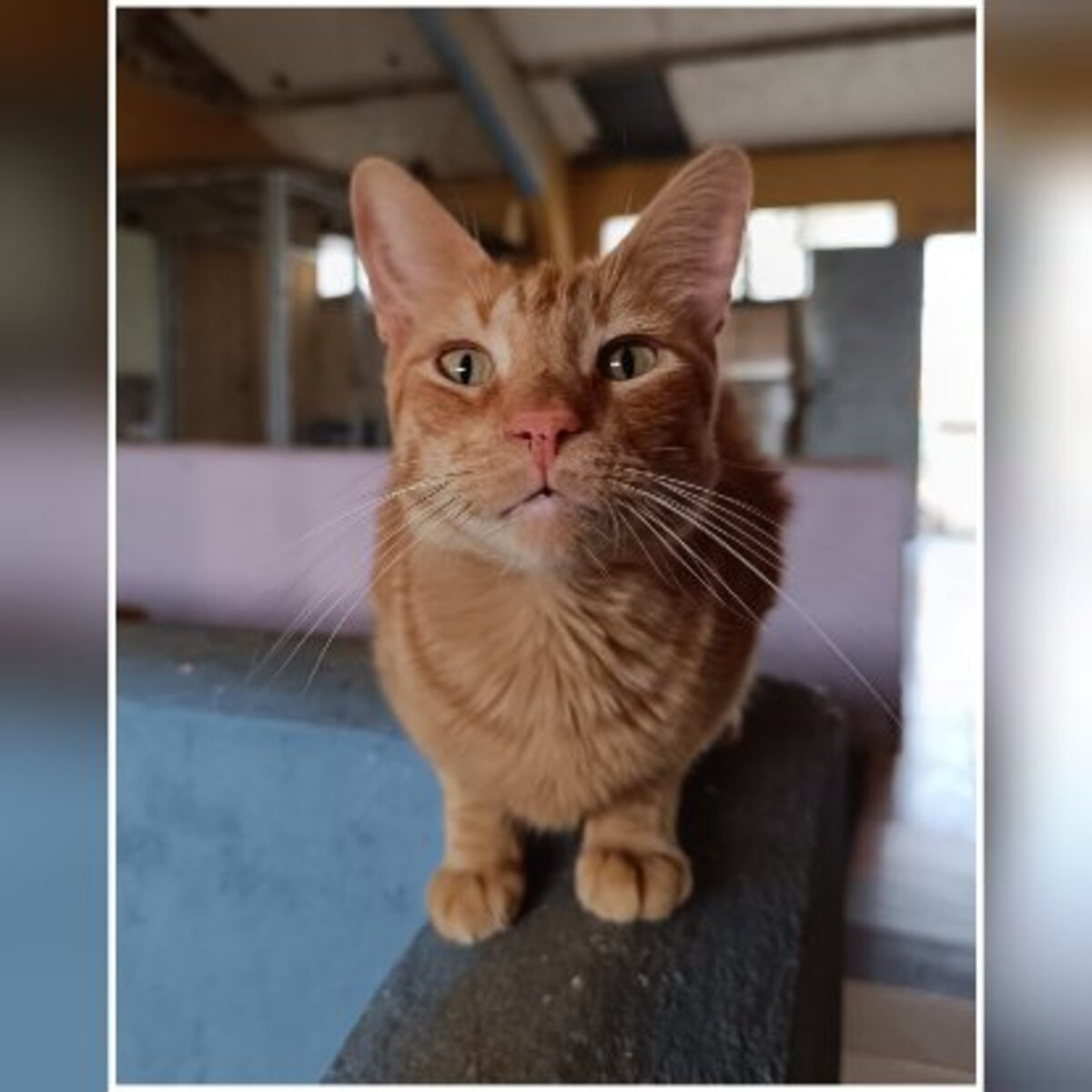 Adoption Dali