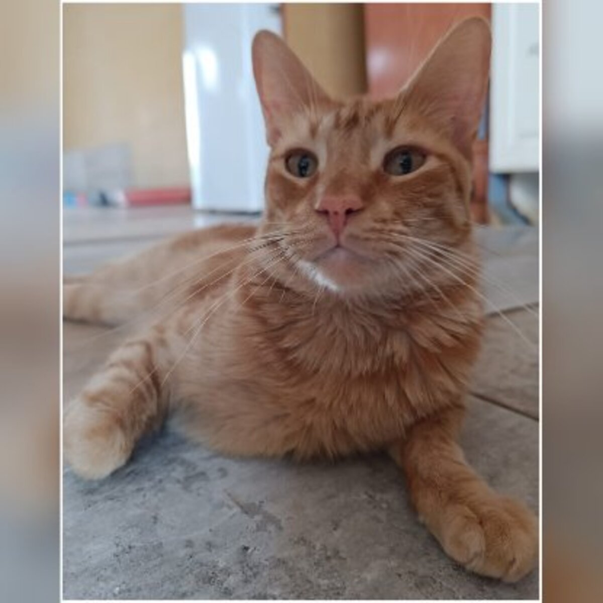 Adoption Dali