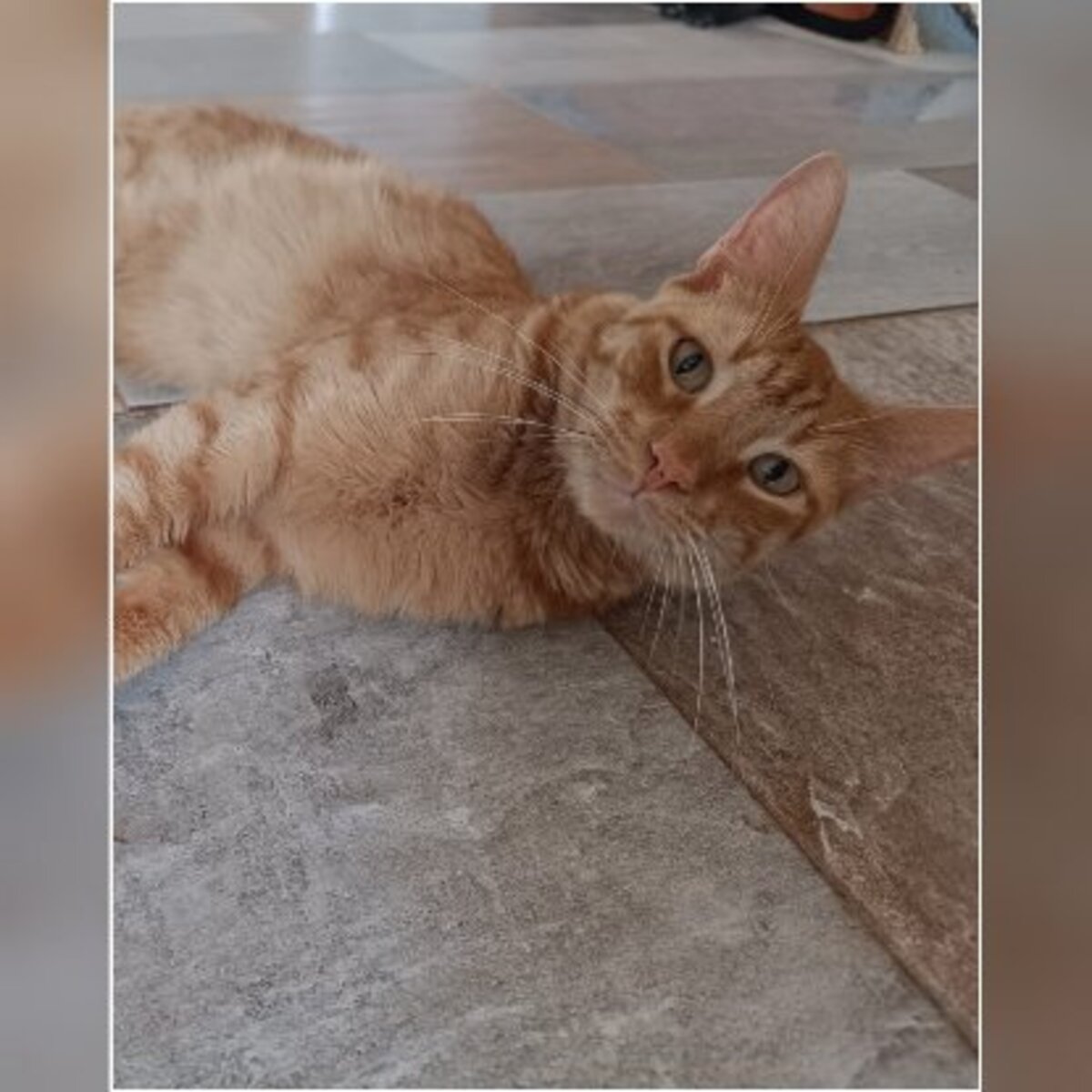 Adoption Dali