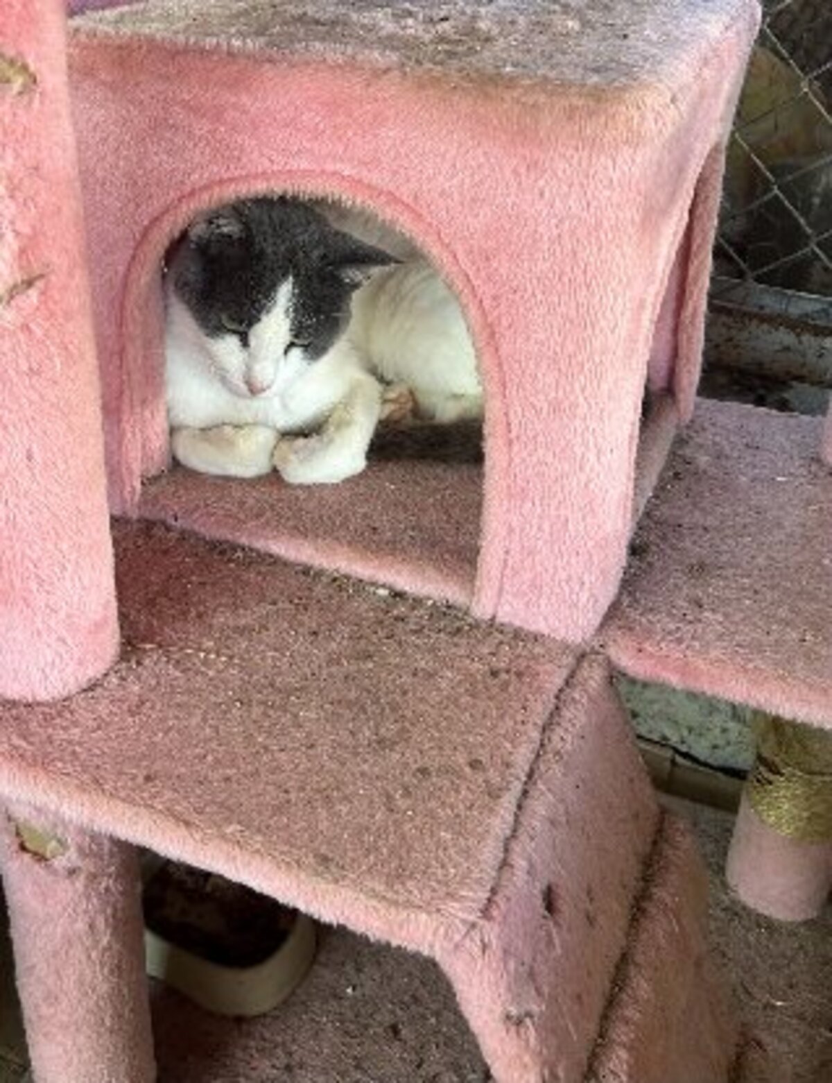 Adoption Dandy