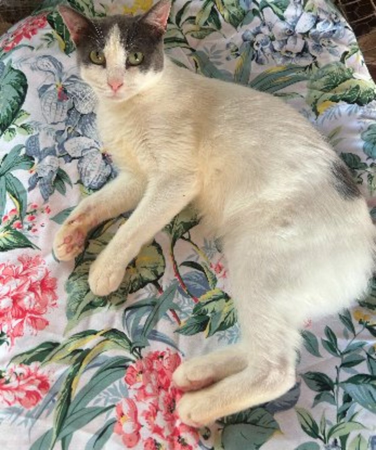 Adoption Dandy