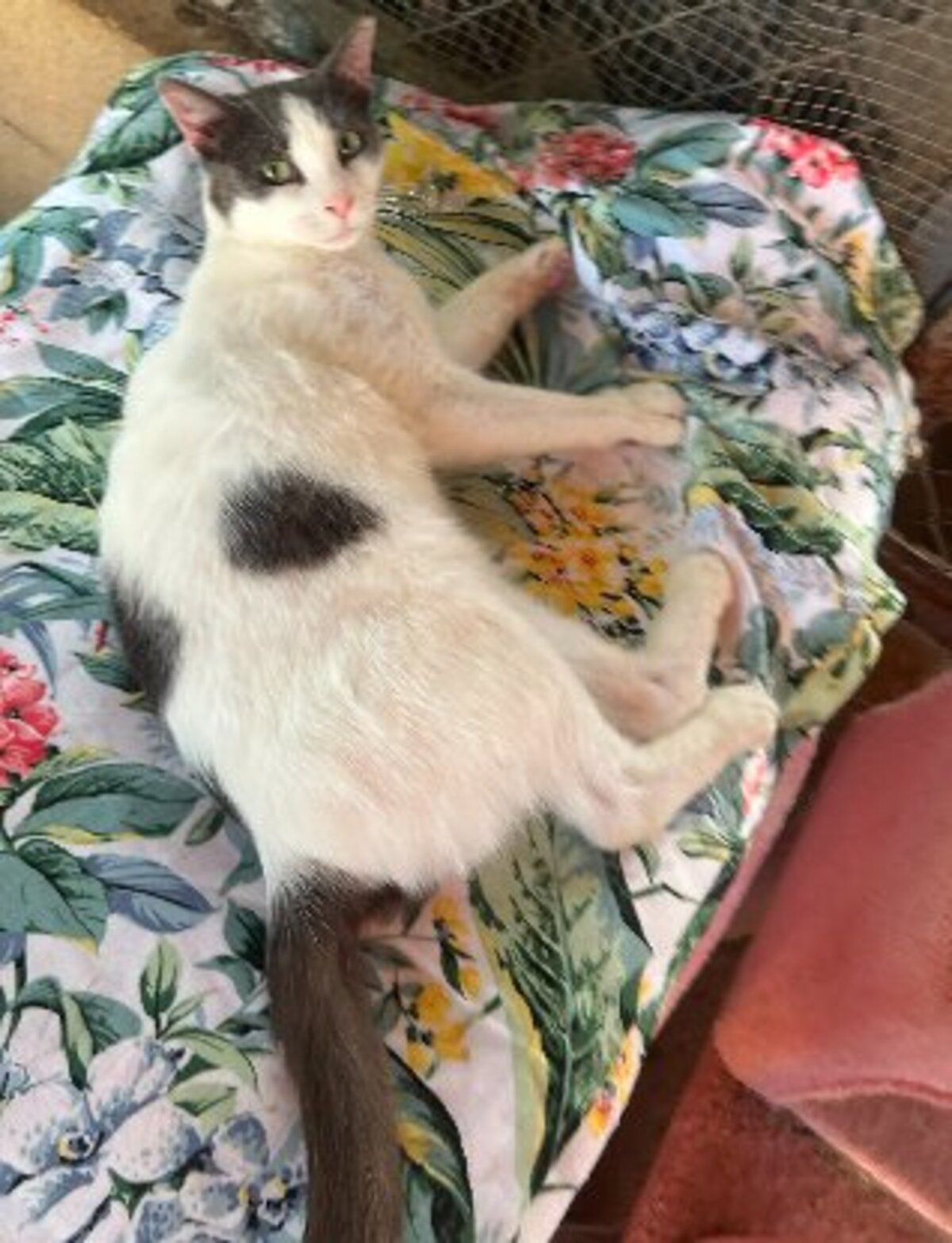 Adoption Dandy