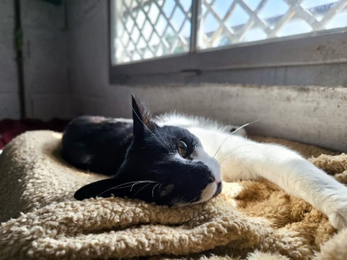 Adoption Dario