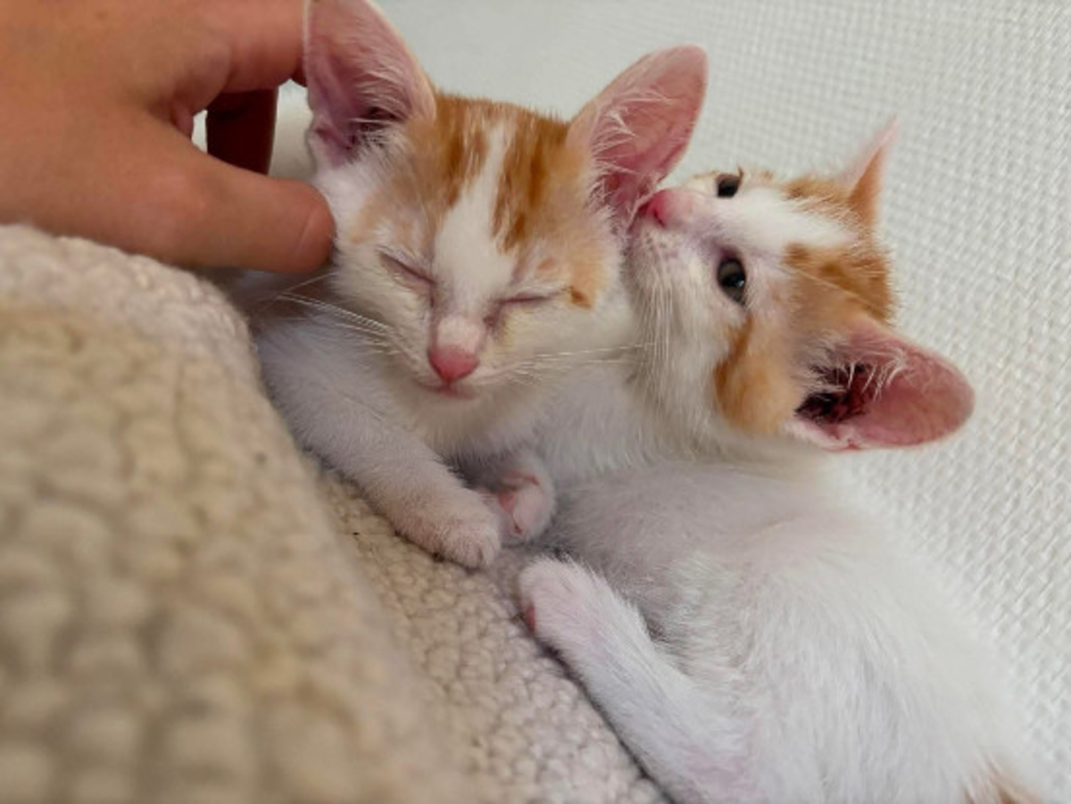 Adoption Dean et gareth