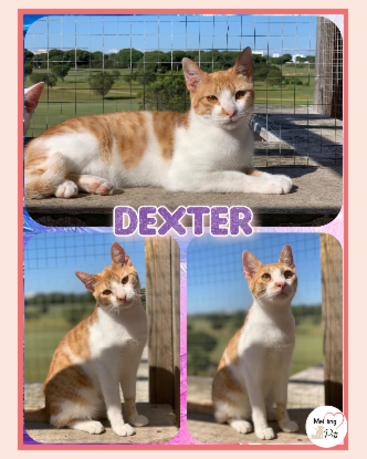 Adoption Dexter