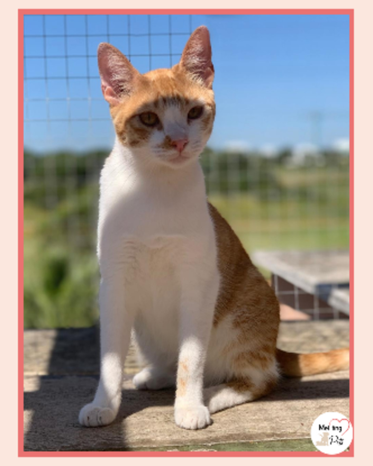 Adoption Dexter