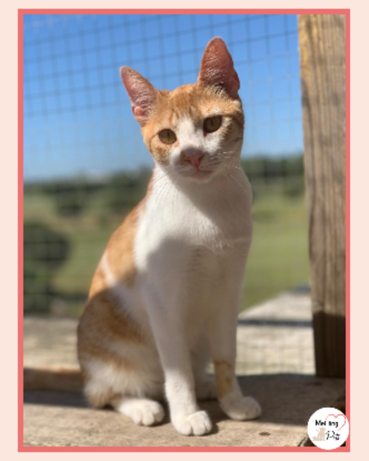 Adoption Dexter
