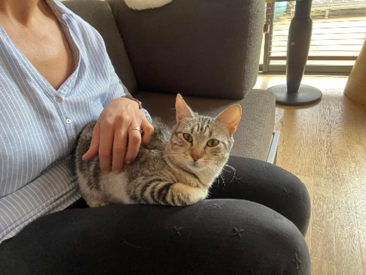 Adoption Dhairya