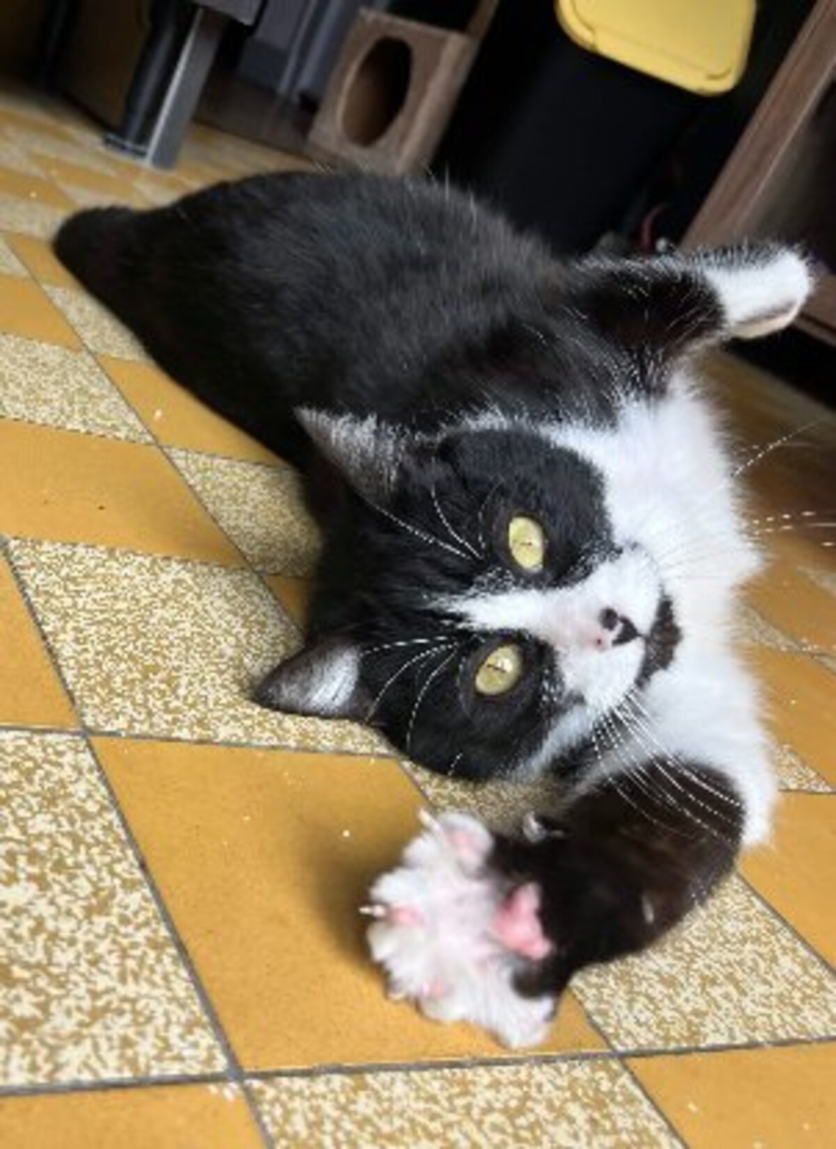 Adoption Dita