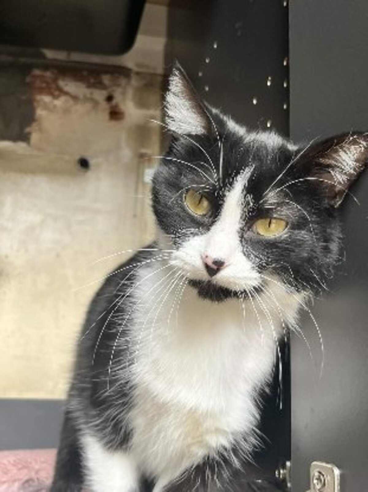Adoption Dita