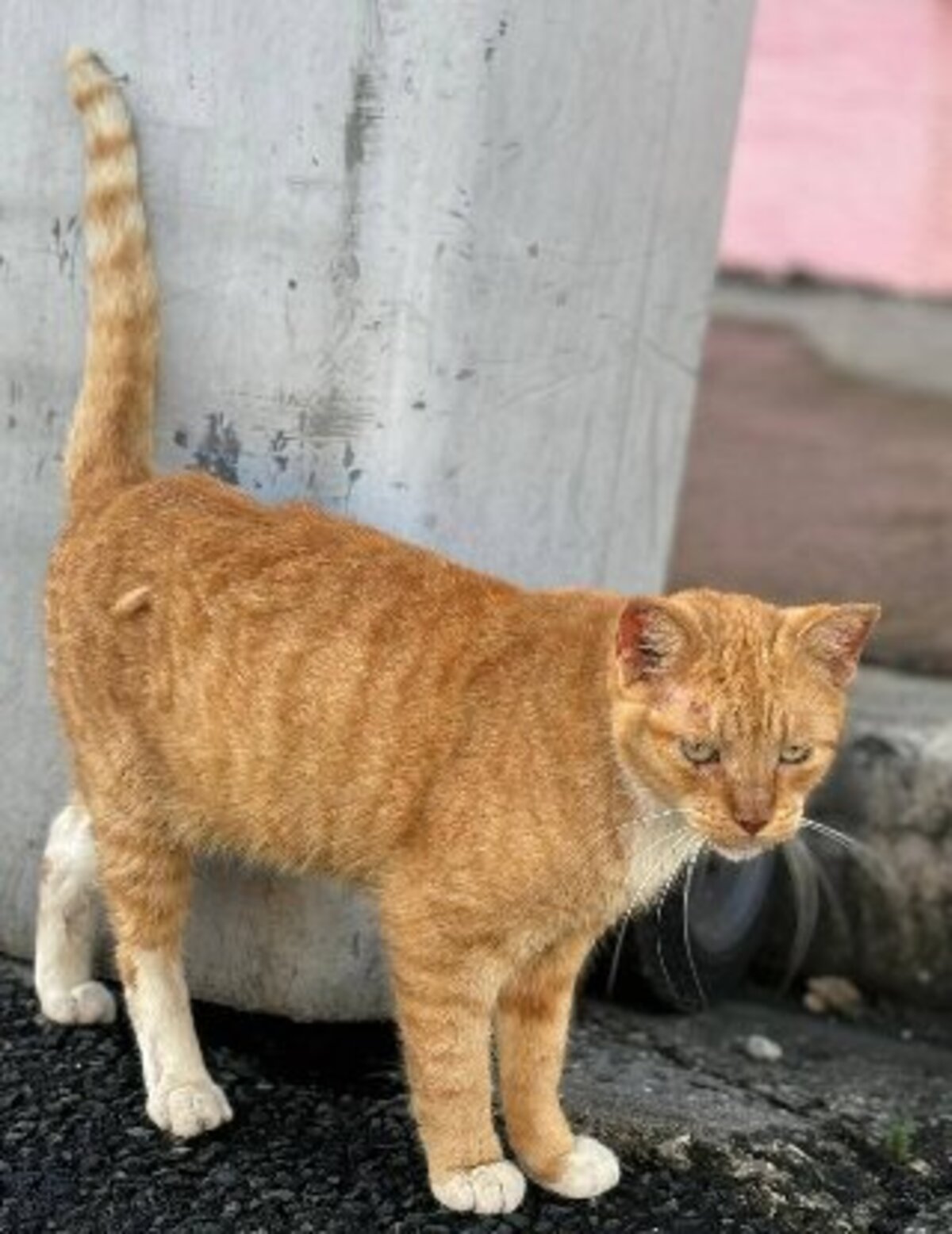 Adoption Doby
