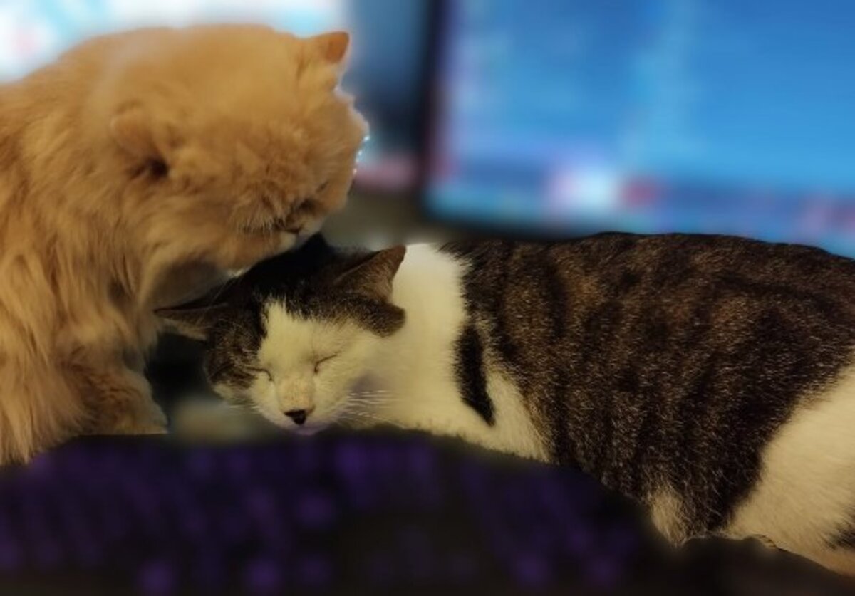 Adoption Dofi