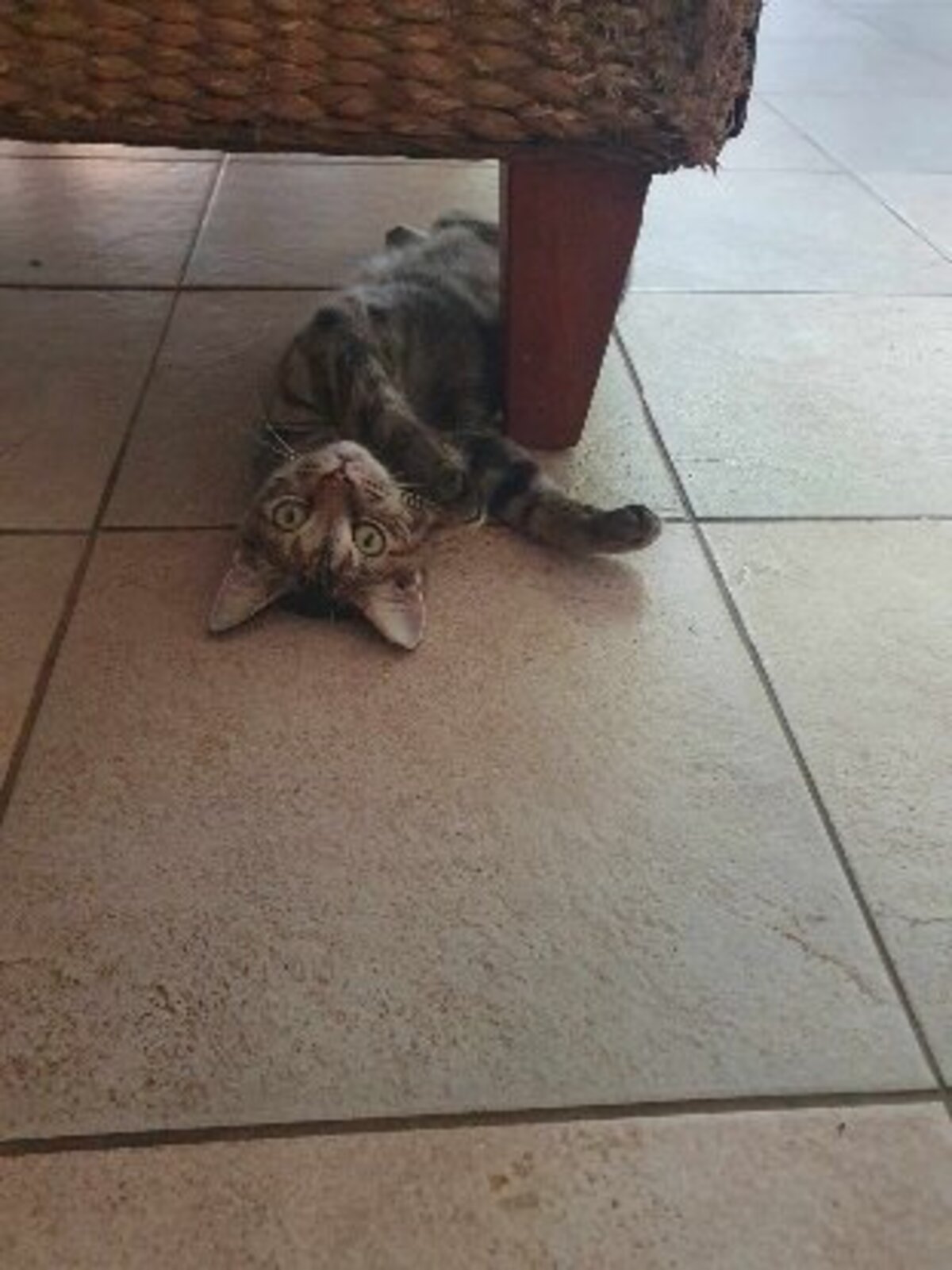 Adoption Dolly