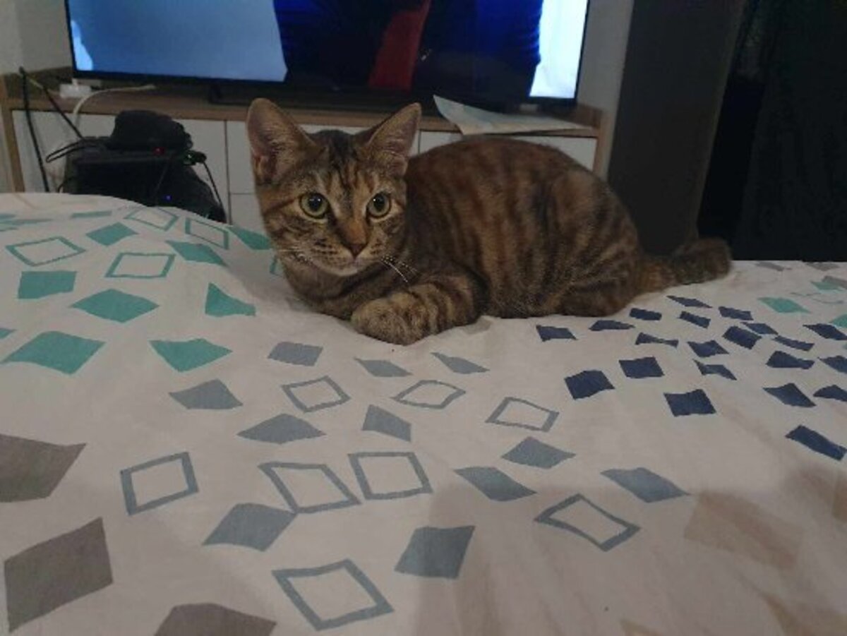 Adoption Dolly