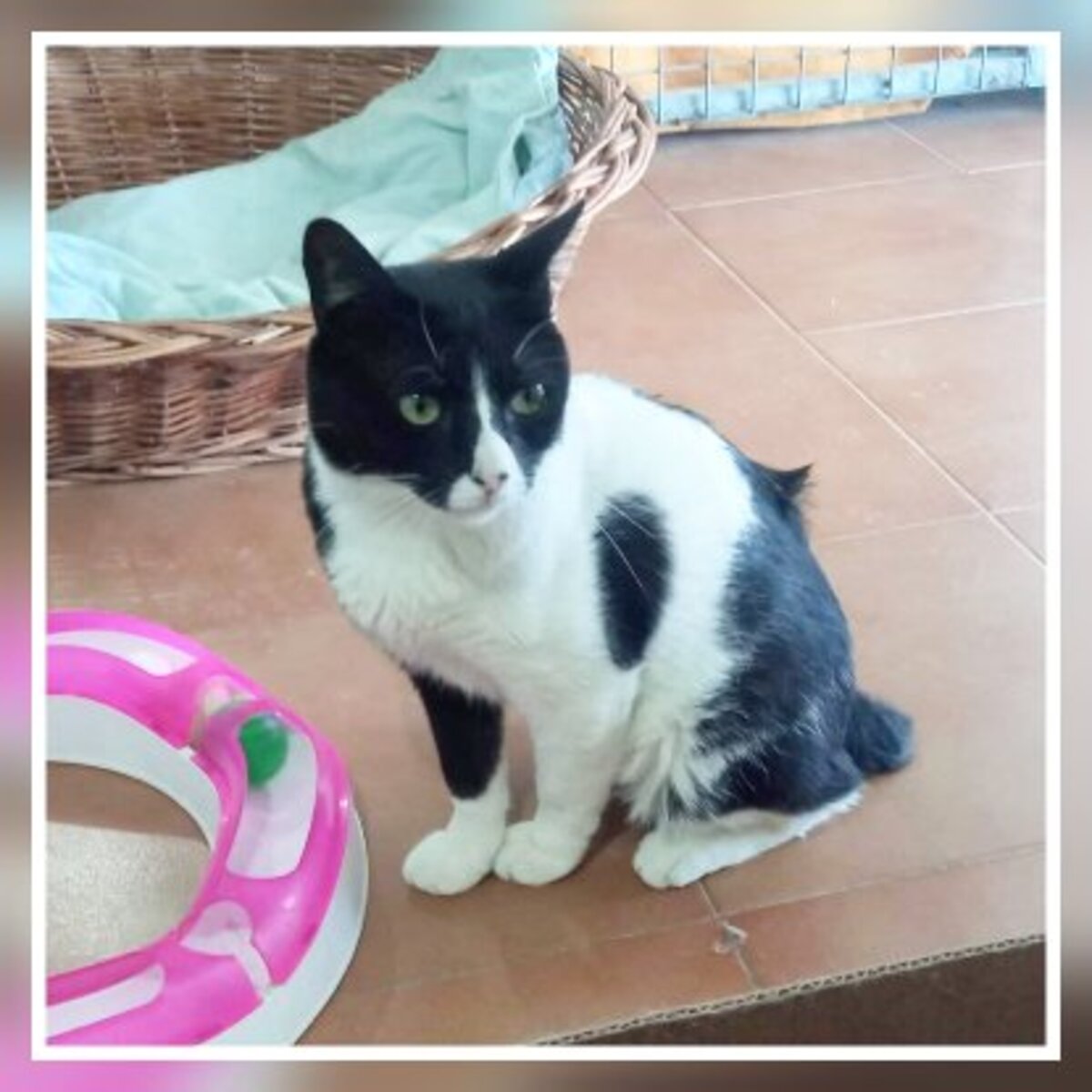 Adoption Donete