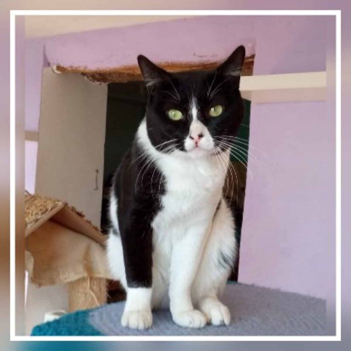Adoption Donete