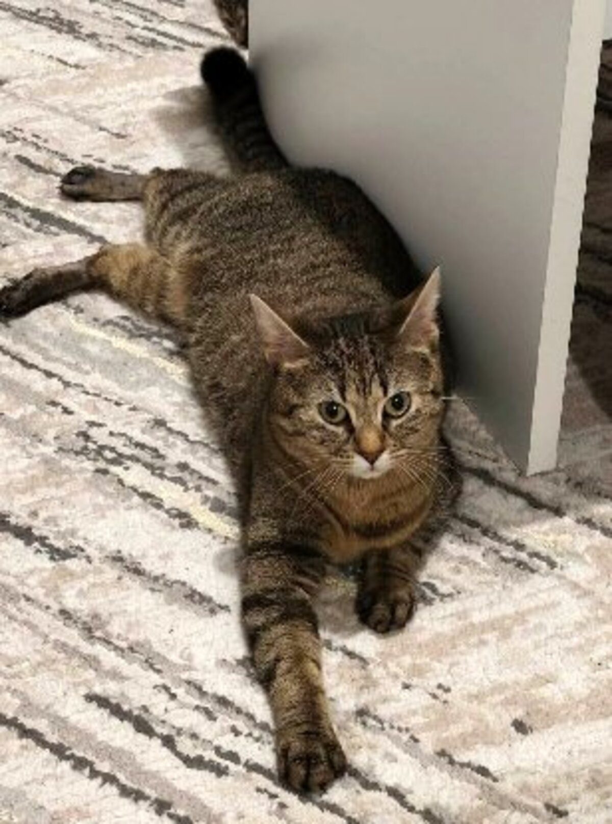 Adoption Donna