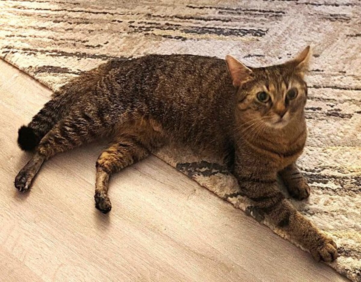 Adoption Donna