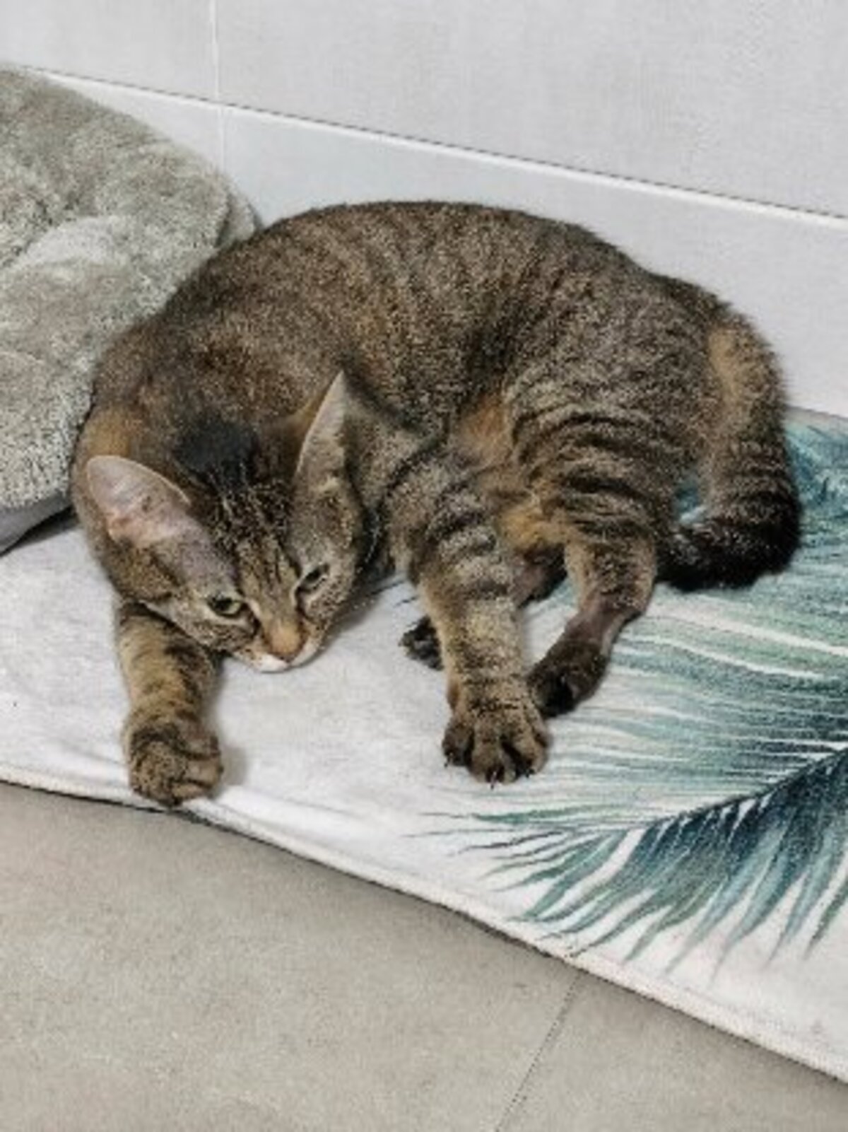 Adoption Donna