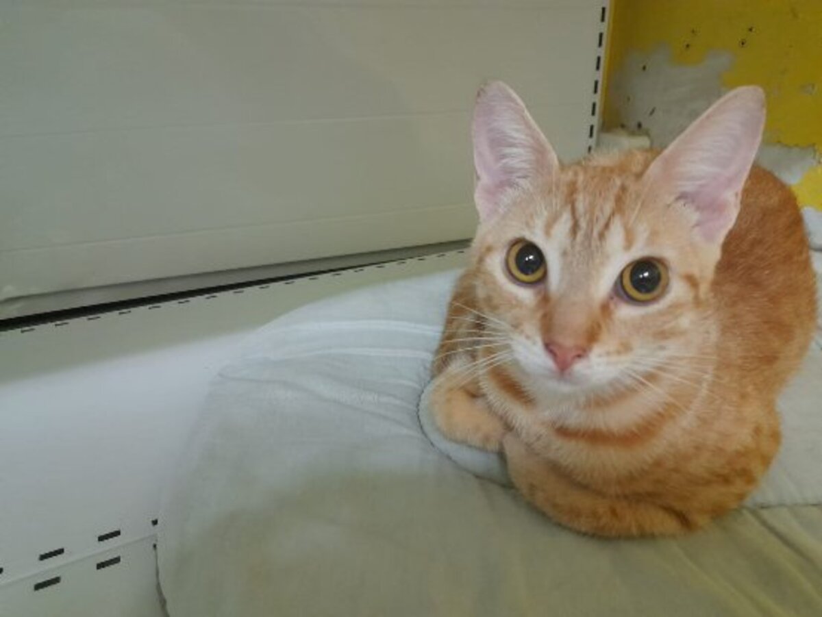 Adoption Dory