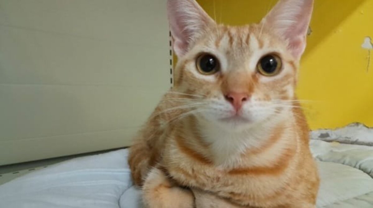 Adoption Dory