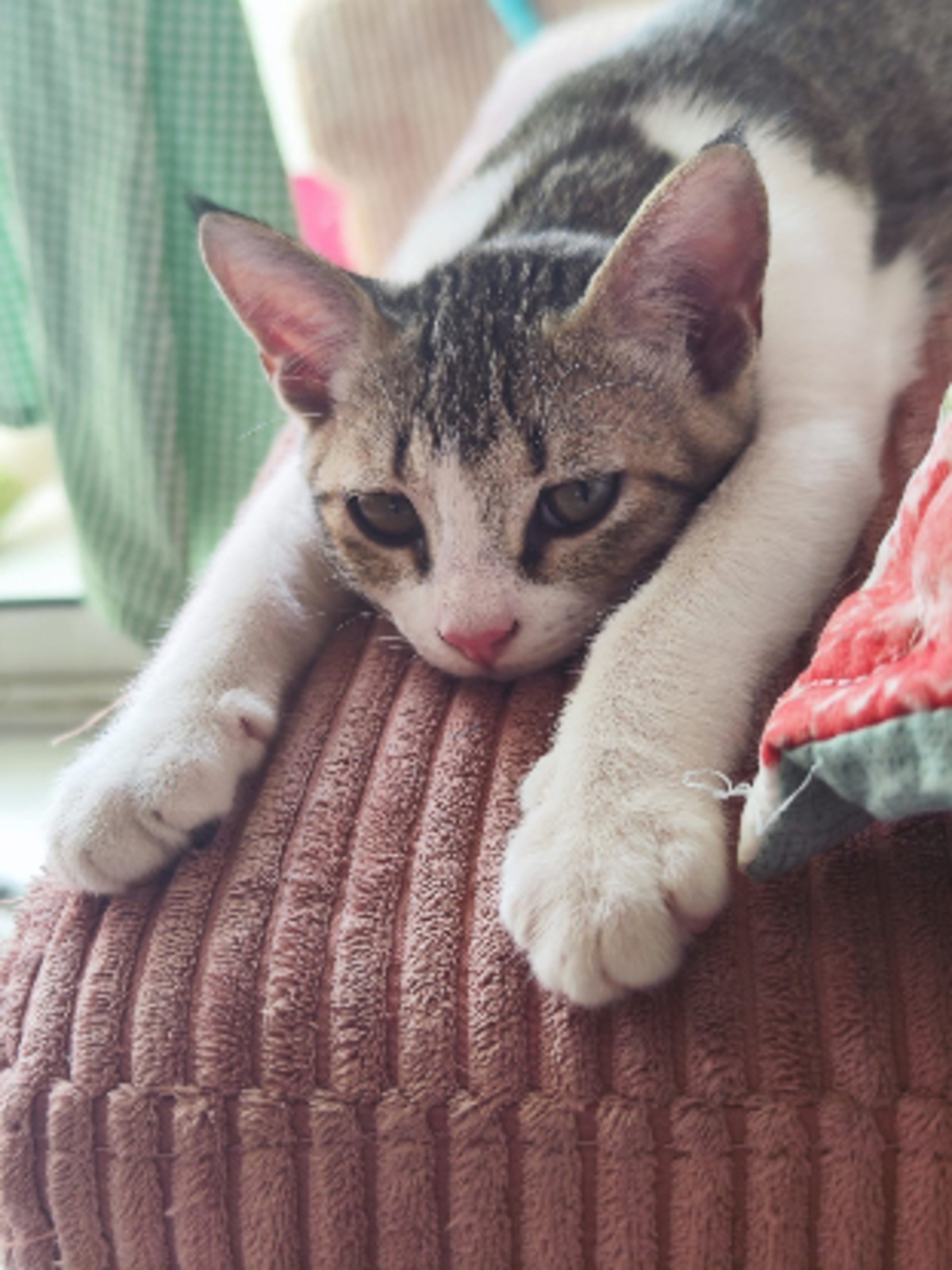 Adoption Doudou