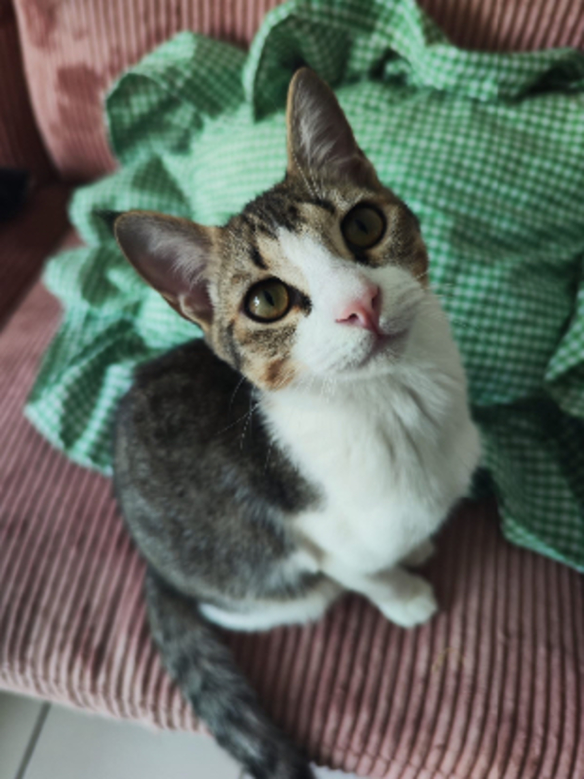 Adoption Doudou