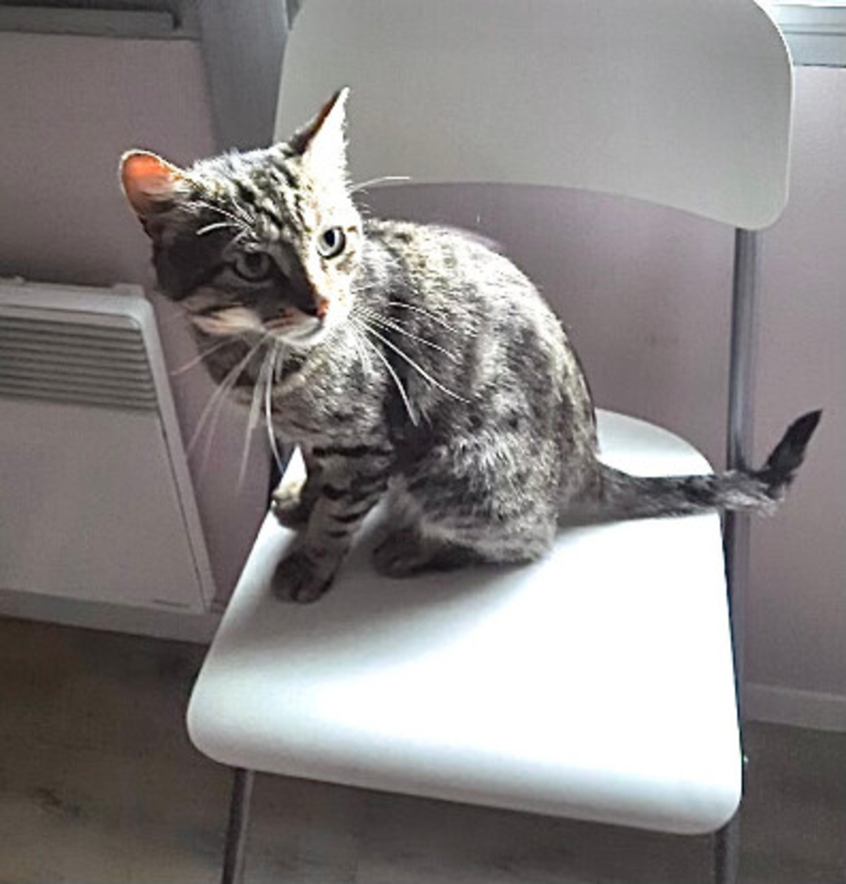 Adoption Doudou
