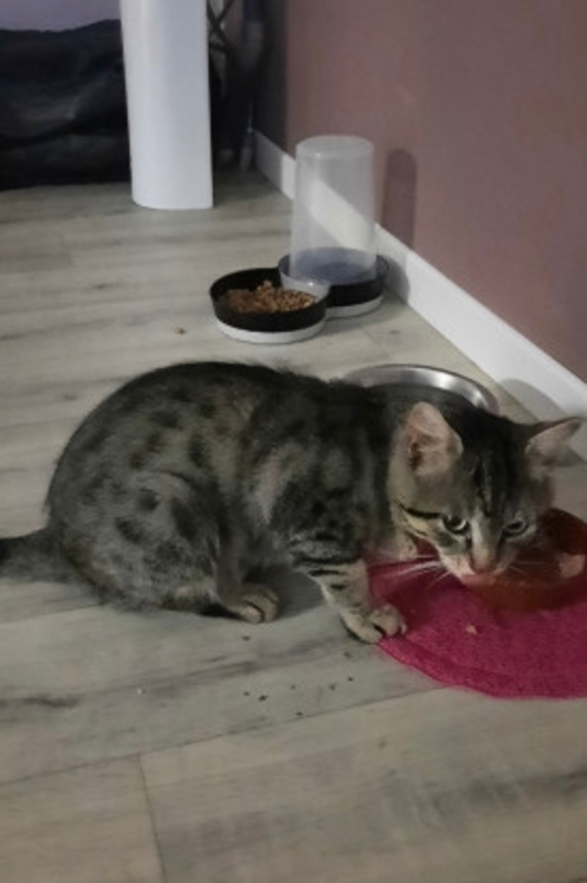 Adoption Doudou