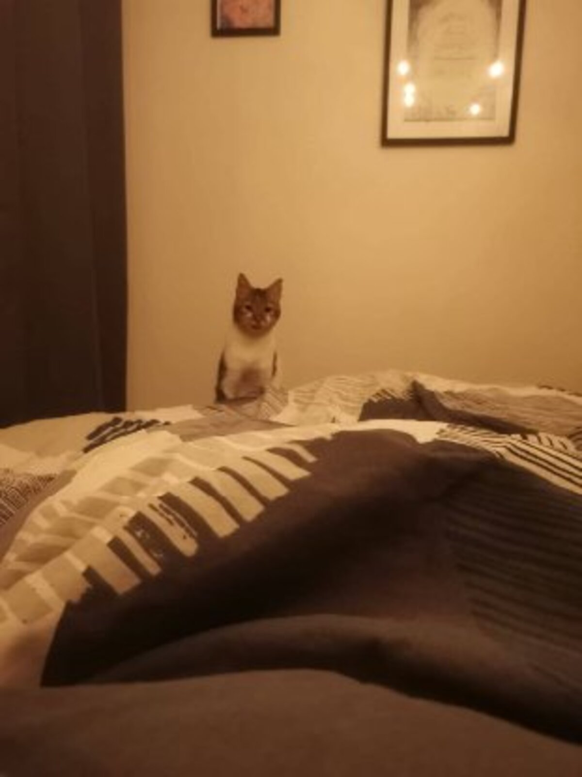Adoption Duchesse