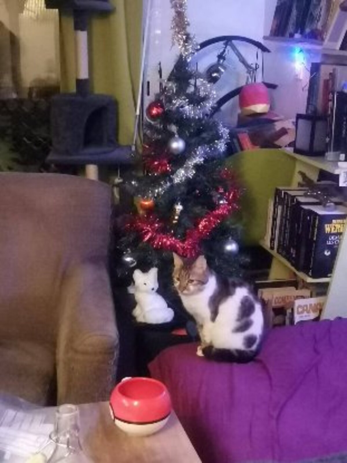 Adoption Duchesse