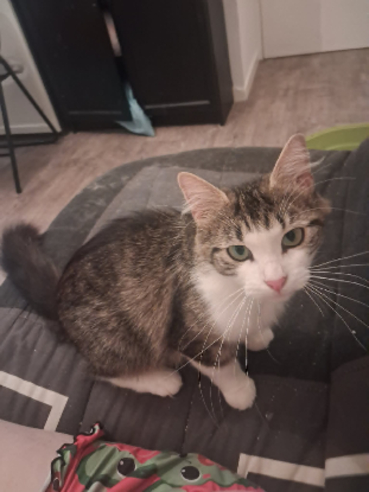 Adoption Duchesse