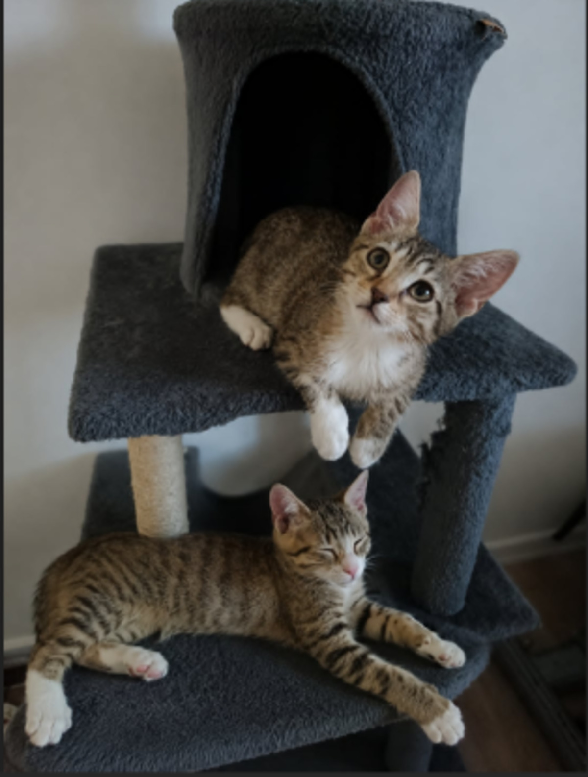 Adoption Dulia