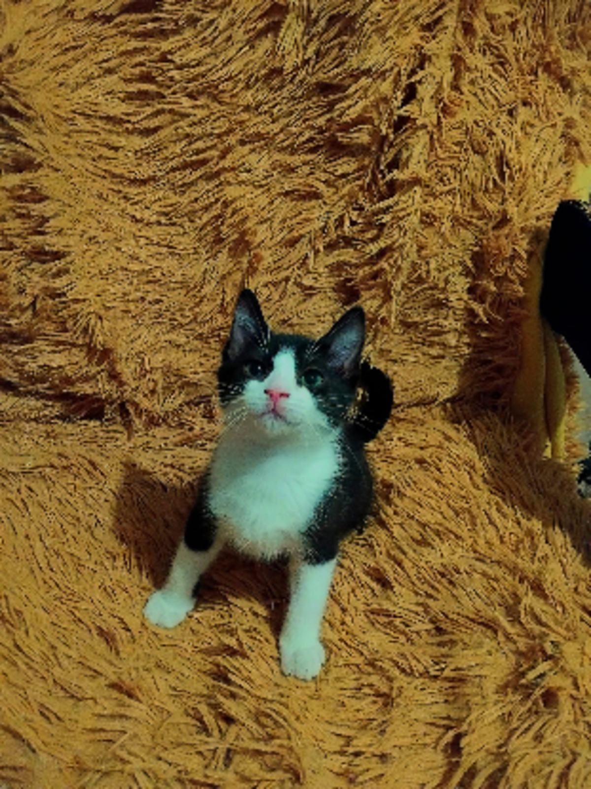 Adoption Dusk