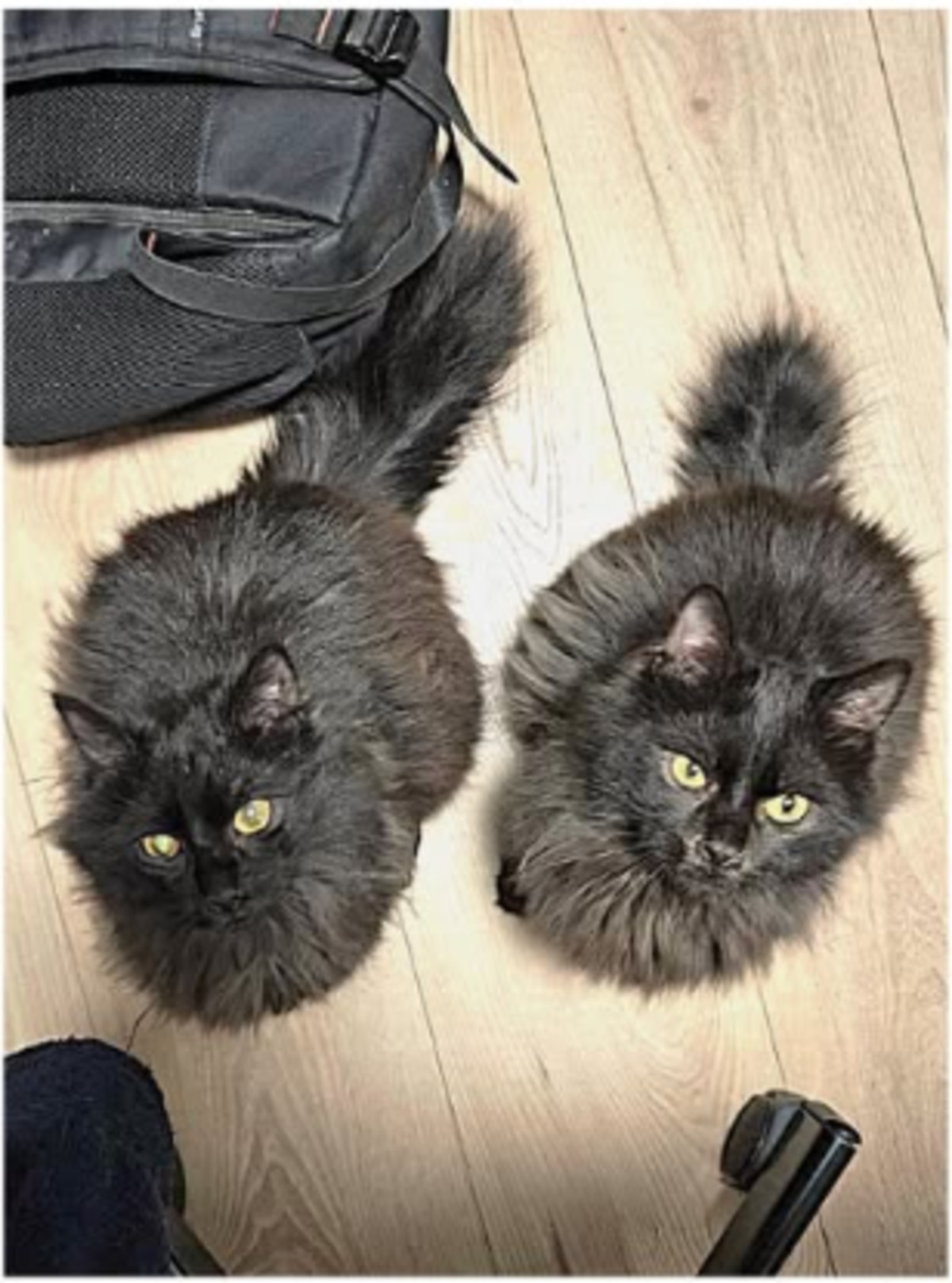 Adoption Duster et plumeau