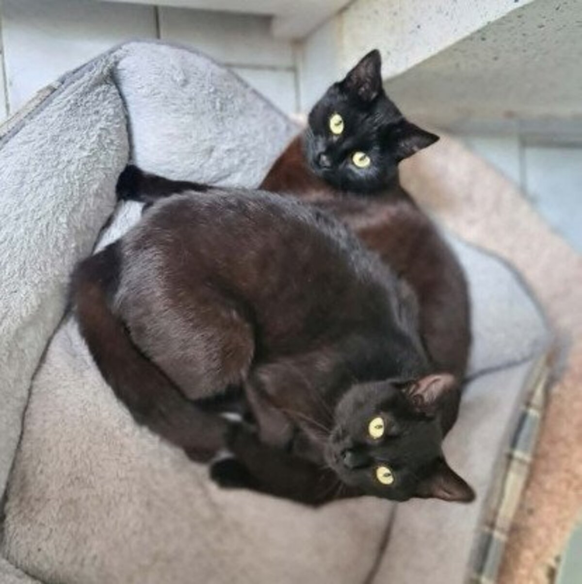 Adoption Ebene & moonie