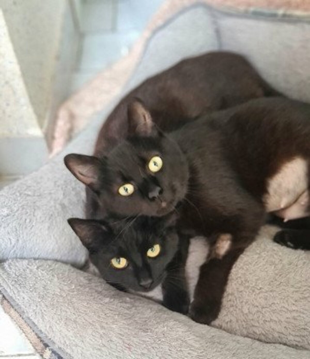 Adoption Ebene & moonie