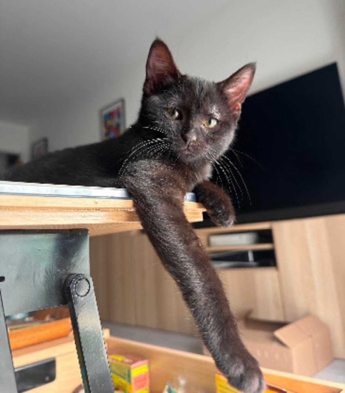 Adoption écho adoptable avec un chat déj