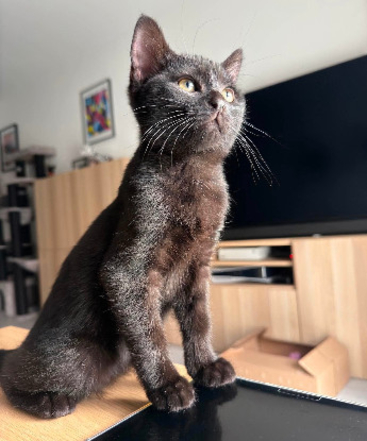 Adoption écho adoptable avec un chat déj