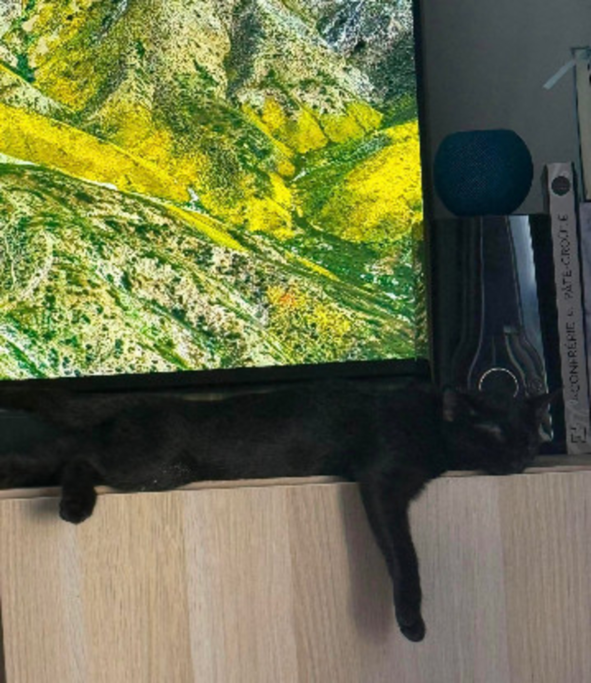 Adoption écho adoptable avec un chat déj