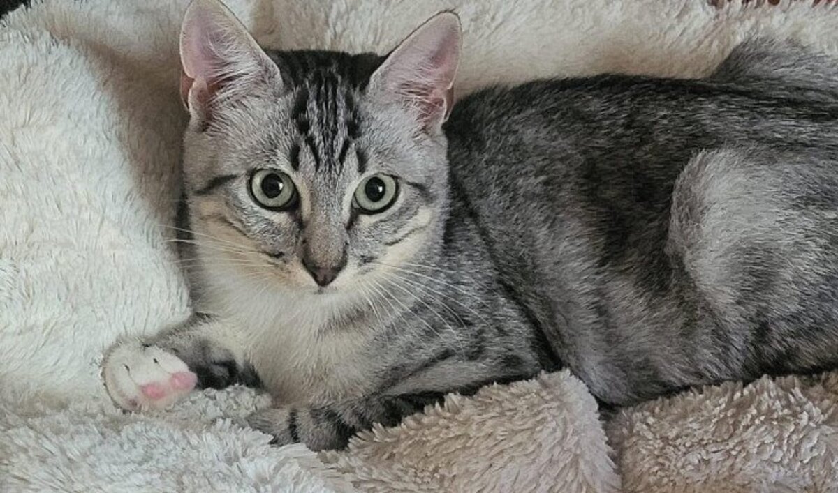 Adoption Eclair