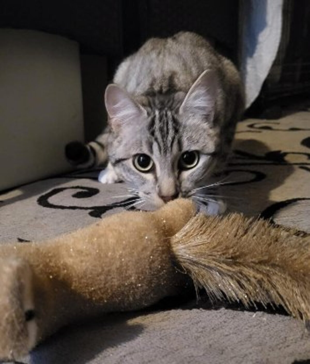 Adoption Eclair