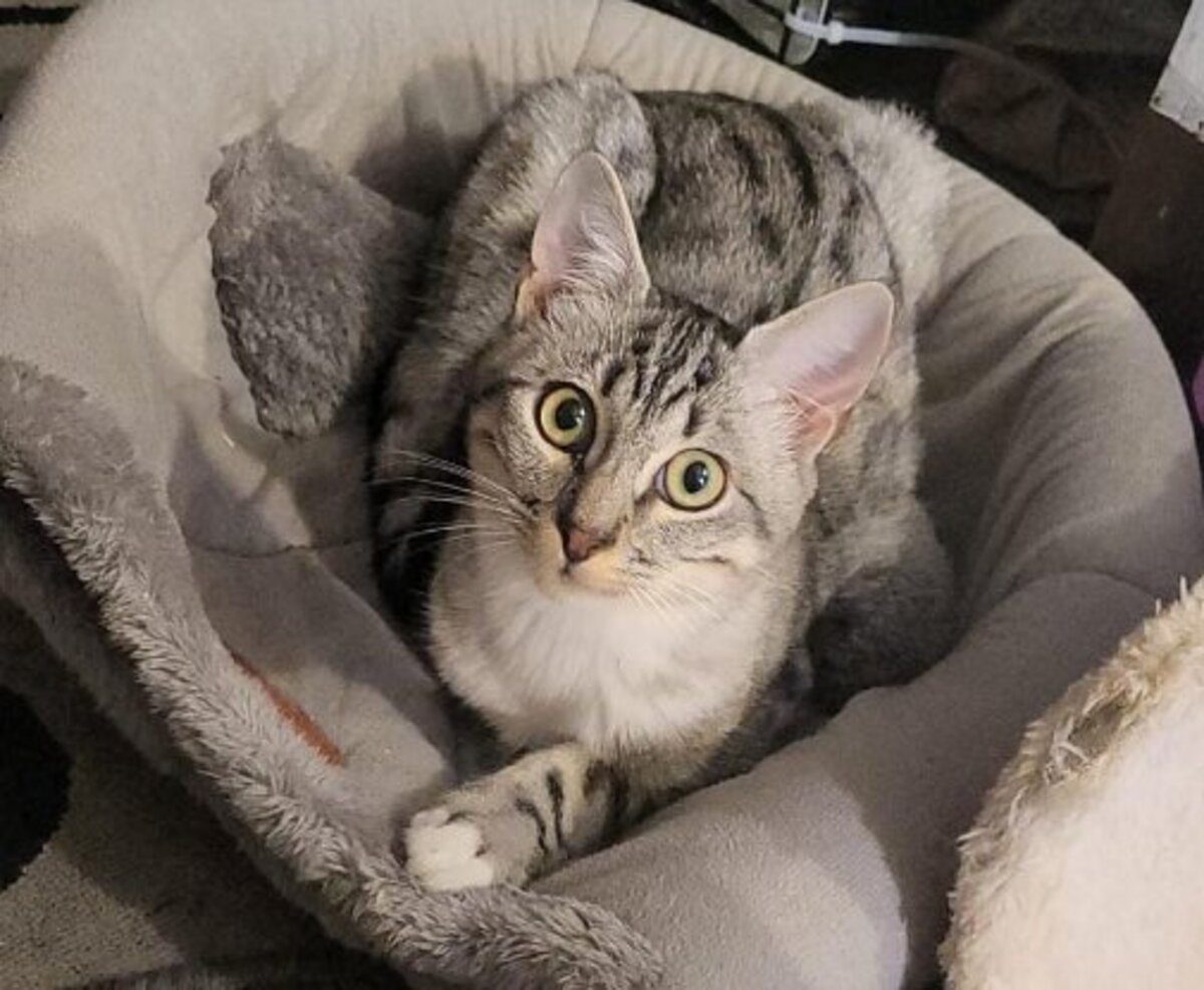 Adoption Eclair